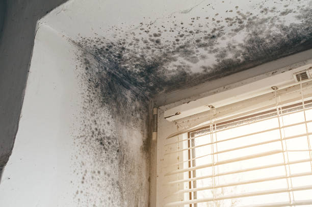 Affordable Mold Remediation solutions in Columbia, IL