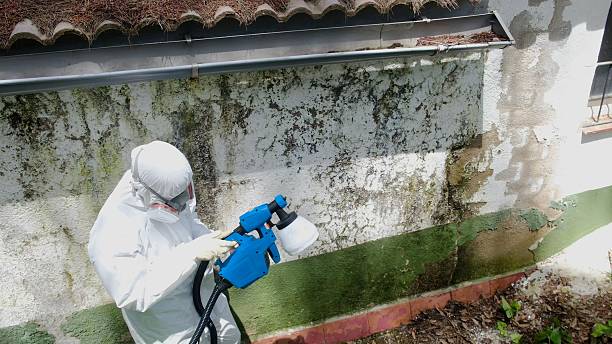 Top rated local Mold Remediation specialists in Columbia, IL
